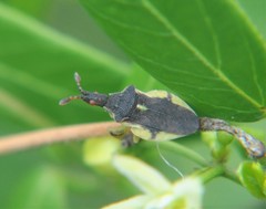 Lophoscutus
