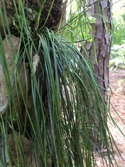 Vittaria lineata image