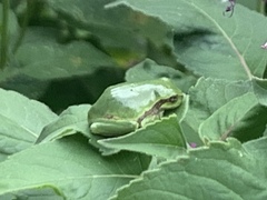 Hyla versicolor