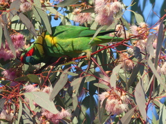 Glossopsitta concinna