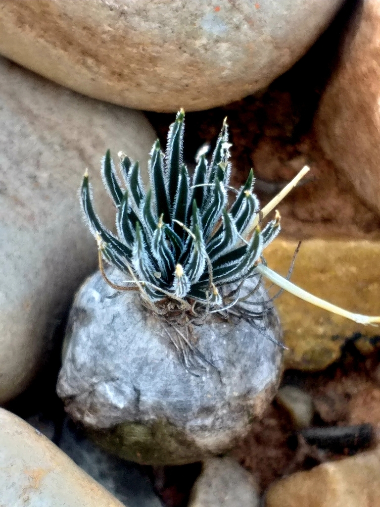 Ornithogalum sardienii, Kannaland Local Municipality, South Africa
