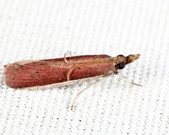 Peoria roseotinctella