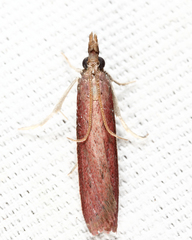 Peoria roseotinctella