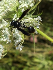 Zethus spinipes spinipes