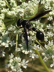 Zethus spinipes spinipes