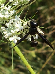 Zethus spinipes spinipes