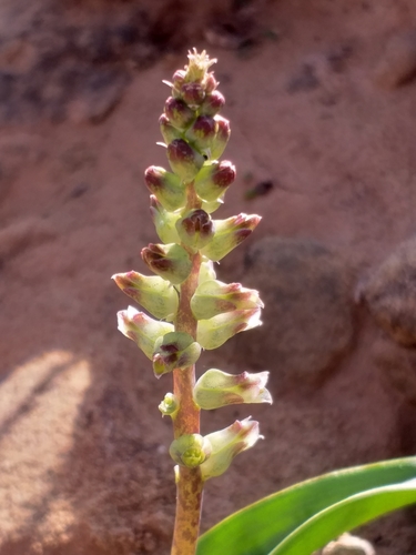 Lachenalia aurioliae