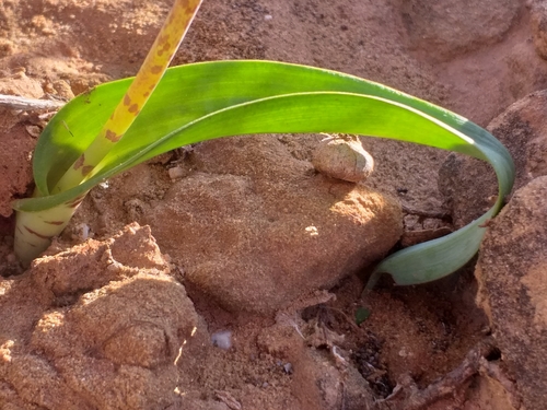 Lachenalia aurioliae