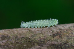Periclista