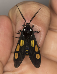 Procalypta victorina