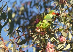 Glossopsitta concinna