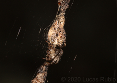 Cyclosa machadinho