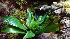 Dracaena fragrans compacta