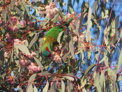 Glossopsitta concinna