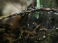 Physarum globuliferum