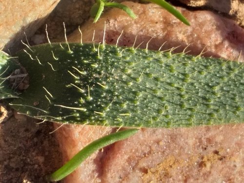 Image of Lachenalia comptonii by (c) kevin koen, some rights reserved (CC BY-SA)