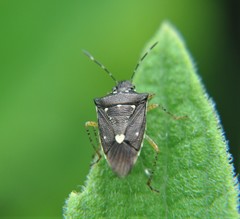 Mormidea discoidea