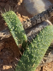 Lachenalia comptonii