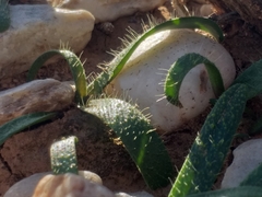 Lachenalia comptonii