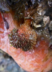 Boltenia villosa
