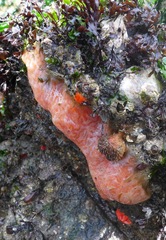 Boltenia villosa