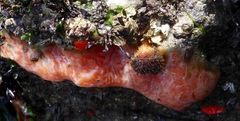 Aplidium solidum
