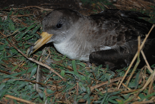 Pardela cenicienta atlántica (Calonectris borealis)