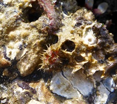 Boltenia villosa