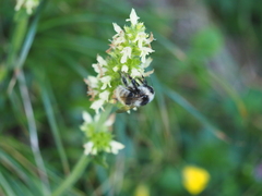 Bombus mucidus