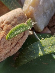 Lachenalia comptonii