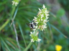 Bombus mucidus