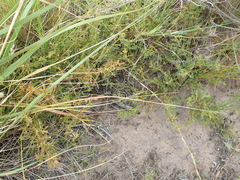 Phyllanthus heterophyllus