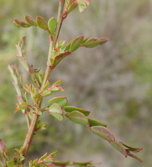 Phyllanthus heterophyllus