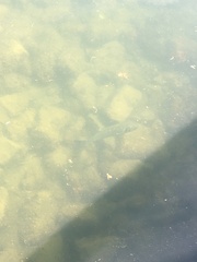 Dicentrarchus labrax