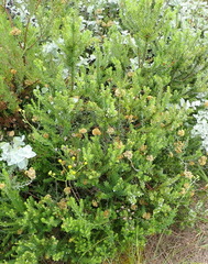 Struthiola dodecandra