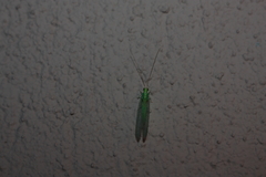 Pseudomallada prasinus