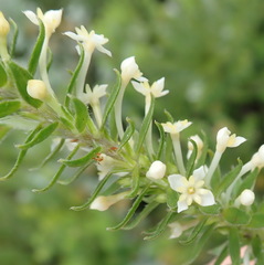 Struthiola dodecandra