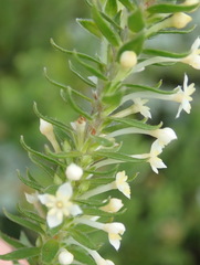 Struthiola dodecandra