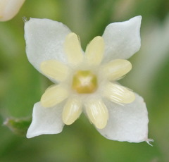 Struthiola dodecandra