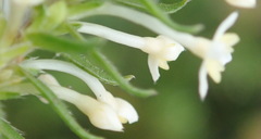 Struthiola dodecandra