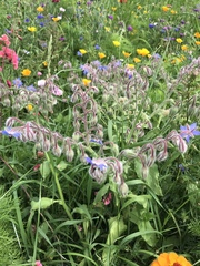 Borago
