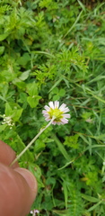 Sabazia multiradiata