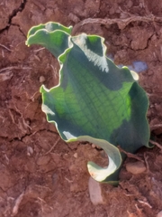 Eriospermum crispum