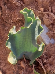 Eriospermum crispum