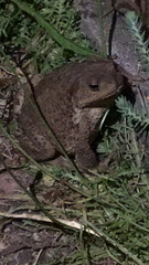 Bufo bufo