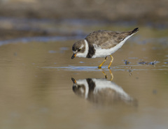 Charadrius semipalmatus