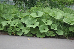 Petasites japonicus