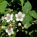 Rubus armeniacus - Photo (c) Neil Gilham,  זכויות יוצרים חלקיות (CC BY-NC), uploaded by Neil Gilham