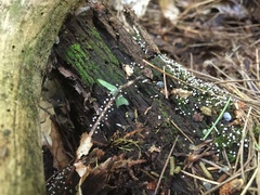 Physarum globuliferum