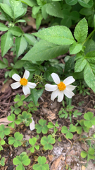 Bidens alba